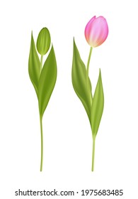Realistic vector tulips set. Not trace. Realistic vector tulips set. Not trace.