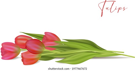 Realistic vector tulips set. Not trace. Realistic vector tulips set on transparent background.