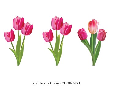 Realistic vector tulips set. Not trace, using mesh. The blank for your design. Pink tulips flowers on white background.