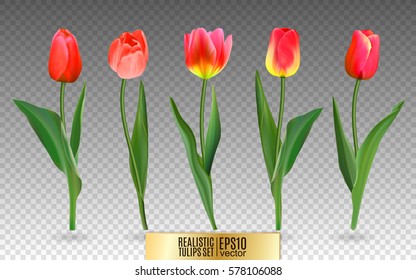 Realistic vector tulips set. Not trace. The blank for your design. Red tulips flowers on transparent background.