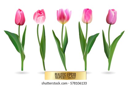 Realistic vector tulips set. Not trace. The blank for your design. Pink tulips flowers on white background.