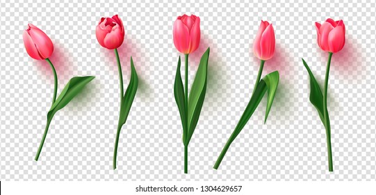 Реалистичные векторные тюльпаны установлены на прозрачном фонде.Векторная иллюстрация.