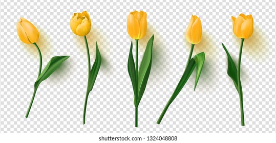 Realistic vector tulips set on transparent background.Vector illustration