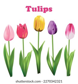 Realistic vector tulips. Set on a white background. Vector illustration