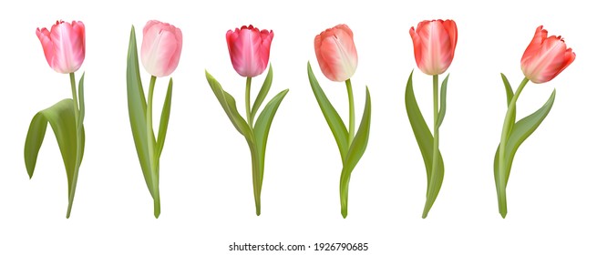 Conjunto de tulipanes vectoriales realistas. Flores rosadas de primavera aisladas en un fondo blanco. Colección de plantillas de tulipano para diseño, ilustración, impresión