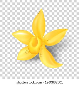 Realistic vector Vanilla flowers