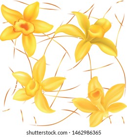Realistic vector Vanilla flowers - Vector 
seamless