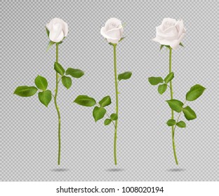 Realistic vector white rose set. Three 3d roses on transparent background. Realistic flowers vector collection