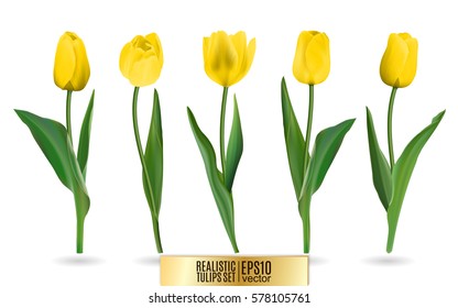 Realistic vector yellow tulips set. Not trace. The blank for your design. Yellow tulips flowers on white background.