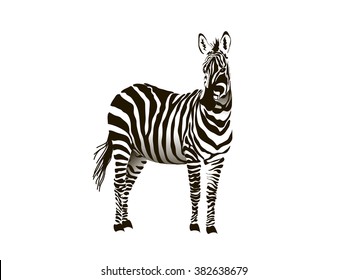 realistic vector zebra