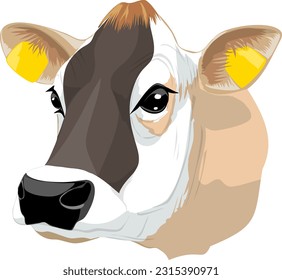 Realistic vectorial illustration of head of Jersey breed dairy cow without horns closeup front view ready for printing isolated vector