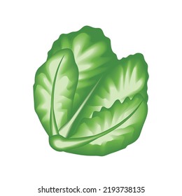 Realistic Vegetable Lettuce Isolated Icon