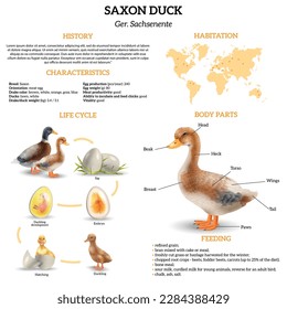 Realistic vertical infographics with information about life cycle of saxony ducks their habitation characteristics body parts vector illustration