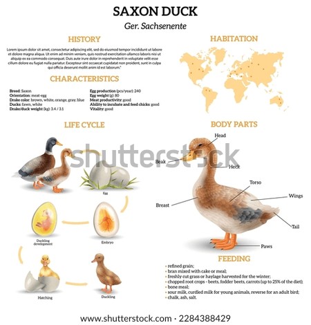 Realistic vertical infographics with information about life cycle of saxony ducks their habitation characteristics body parts vector illustration