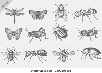 Realistic Vintage retro style insect collection vector illustration. Vintage engraving style set including Ant, Mosquito, Butterfly, Dragonfly, Cockroach on white background.