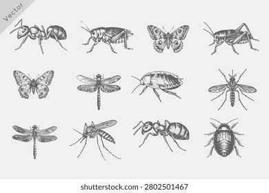 Realistic Vintage retro style insect collection vector illustration. Vintage engraving style set including Ant, Mosquito, Butterfly, Dragonfly, Cockroach on white background.