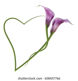 Realistic violet calla lily, romantic frame. The symbol of Royal beauty.