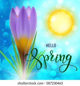 Realistic violet crocus on a sunlight background. Original handwritten text Hello Spring. Illustration for posters, greeting cards, prints and web projects.