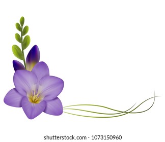 Realistic violet freesia, the symbol of love and trust, corner.