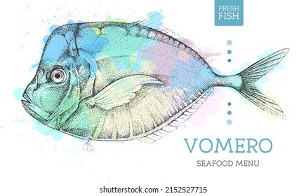 Realistic Vomero fish vector illustration on artistic watercolor background. Seafood menu design