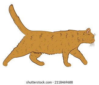 Realistic walking ginger cat in profile. Vector illustration.