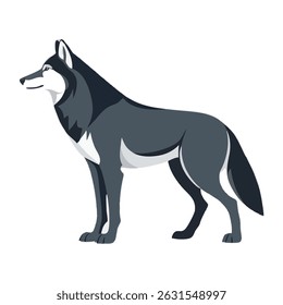 Realistic Walking Wolf Vector Illustration on White Background (Side Profile)