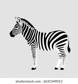 Realistic Walking Zebra Vector Illustration on White Background (Side Profile)