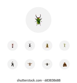 Realistic Wasp, Ant, Bee And Other Vector Elements. Set Of Bug Realistic Symbols Also Includes Butterfly, Insect, Fly Objects.