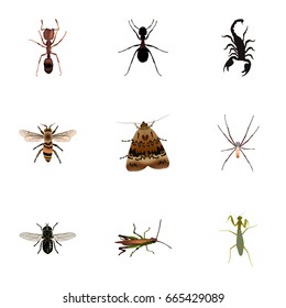 Realistic Wasp, Ant, Butterfly And Other Vector Elements. Set Of Bug Realistic Symbols Also Includes Fly, Grasshopper, Midge Objects.