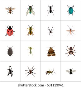 Realistic Wasp, Arachnid, Midge And Other Vector Elements. Set Of Bug Realistic Symbols Also Includes Ant, Tarantula, Midge Objects.