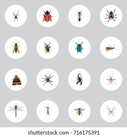 Realistic Wasp, Bug, Emmet And Other Vector Elements. Set Of Bug Realistic Symbols Also Includes Locust, Green, Ant Objects.