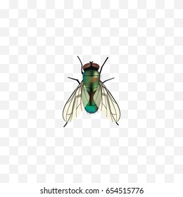 Realistic Wasp Element. Vector Illustration Of Realistic Housefly Isolated On Clean Background. Can Be Used As Jewel, Wasp And Housefly Symbols.