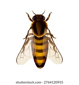 Realistic wasp top view isolated on white background, detailed insect illustration