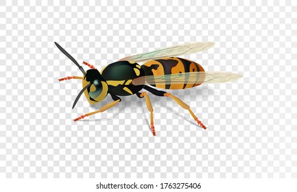 Realistic wasp. Vector illustration eps10