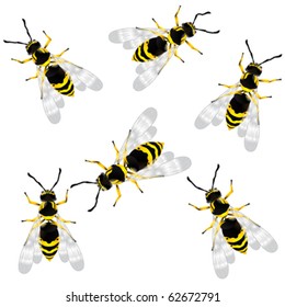 Realistic wasp vector, isolated and grouped objects over white background. Ready for print, no mesh or transparency.