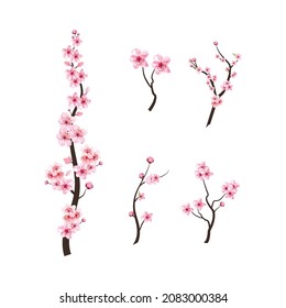 Realistic watercolor cherry flower vector. Cherry blossom branch with blooming Sakura flower. Sakura branch vector on white background. Cherry blossom with watercolor Sakura flower. Blossom flower.