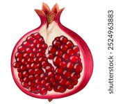 Realistic watercolor drawing of a pomegranate. Cut pomegranate. Vector illustration