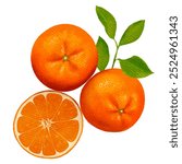 Realistic watercolor drawing of tangerines and twigs. Cut tangerine. Vector illustration