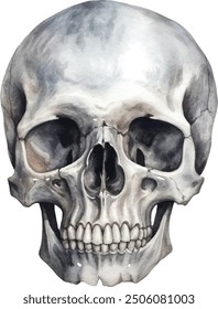 Realistic watercolor illustration of a human skull, detailed and anatomically accurate, set against a white background. Perfect for educational use.