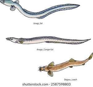 Realistic watercolor illustrations, vector illustrations of eel, conger eel and loach
