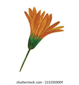 Realistic watercolor painting of calendula marigold for gift card wedding invitation design