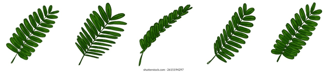 Realistic Watercolor-Style Colored Tamarind Leaves – Tropical Botanical Herb Illustration Pack for Nature Design, Packaging, Educational Materials, Organic Products, Greenery Art, Eco-friendly Brandin