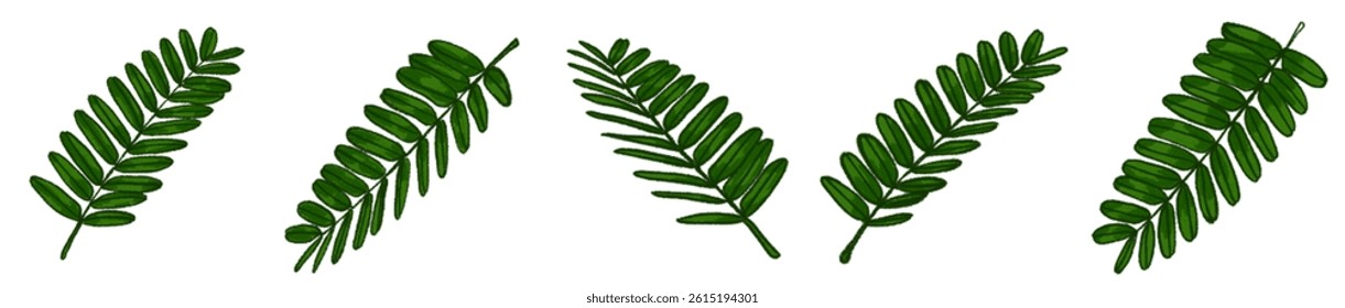 Realistic Watercolor-Style Colored Tamarind Leaves – Tropical Botanical Herb Illustration Pack for Nature Design, Packaging, Educational Materials, Organic Products, Greenery Art, Eco-friendly Brandin
