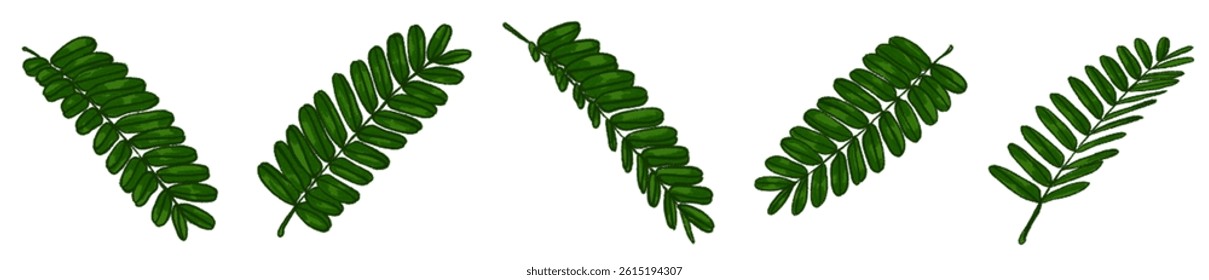 Realistic Watercolor-Style Colored Tamarind Leaves – Tropical Botanical Herb Illustration Pack for Nature Design, Packaging, Educational Materials, Organic Products, Greenery Art, Eco-friendly Brandin