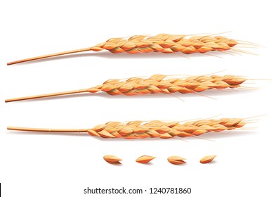 Realistic Wheat, barley, rice or oats elements. barley isolated on white for Healthy food or agriculture design. Vector 3d illustration.