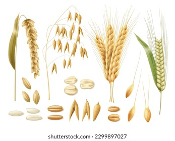 Realistic wheat ears. 3d cereal crops, oats, rye, rice and wheat, isolated agricultural plants, raw grains, seeds and flakes, bakery and beer ingredients, harvest elements, utter vector set