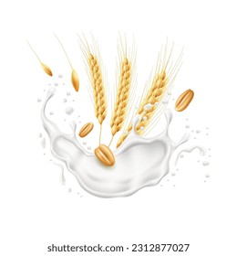 Realistic wheat ears with milk splash. Agricultural culture, spikelets and grains, flying splashes and drops of yogurt, flakes with cream. Healthy food, packaging design utter vector concept