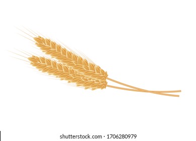 Oidos de trigo realistas sobre fondo blanco. Ilustración vectorial