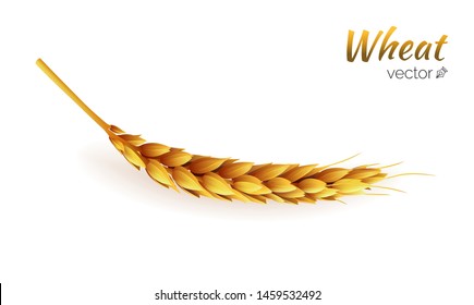 Realistic wheat spike isolated on white background, agriculture, natural product bread, cereal culture, vector illustration