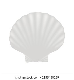 realistic white 3d sea shell vector illustration isolated on white background.